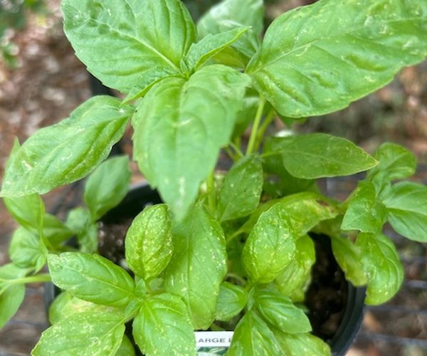 Large basil plant