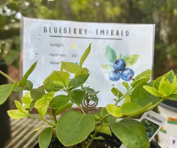 Blueberry Emerald plant