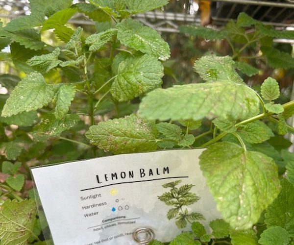 Lemon balm with care card at Roots & Shoots