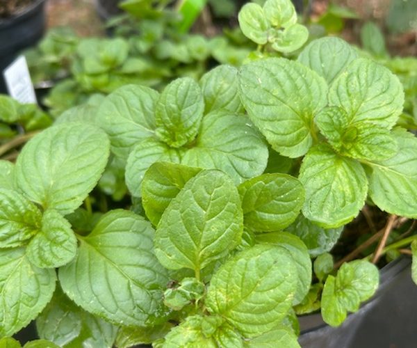 Fresh peppermint plants