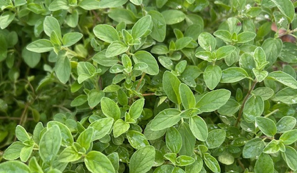 Fresh oregano growing at Roots & Shoots nursery