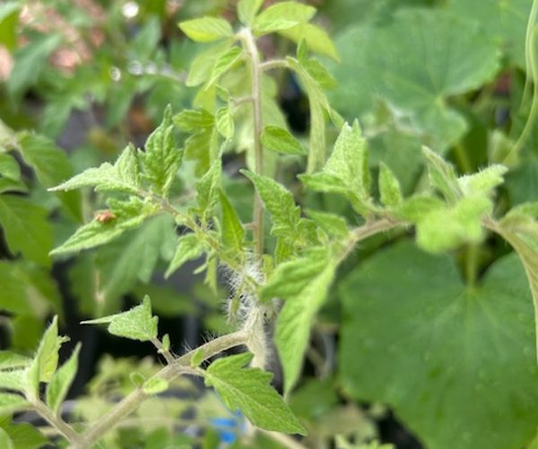 Tomato seedlings